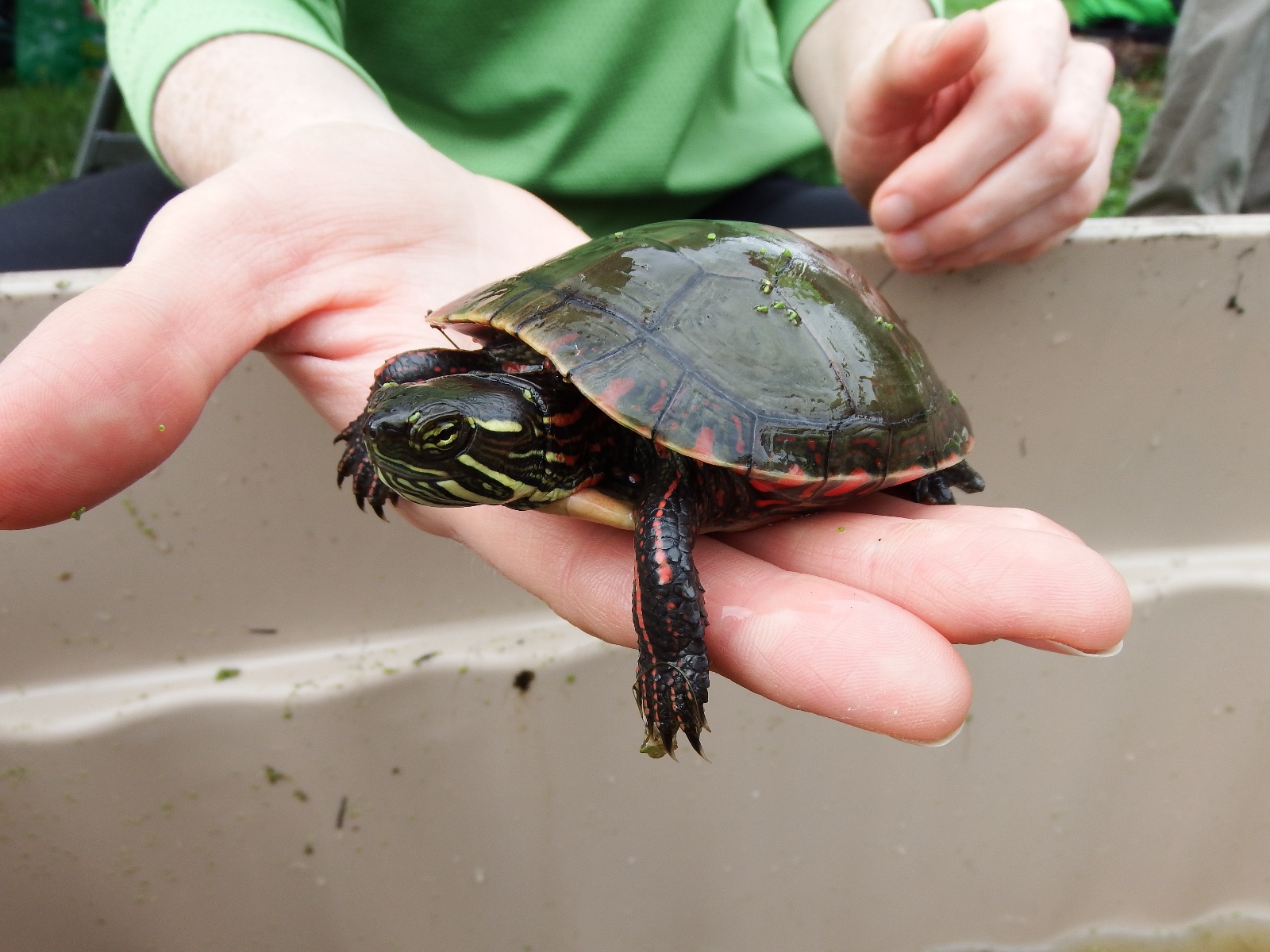 Day2 CheckTrapsAM Aug5 14 (21)   Copy